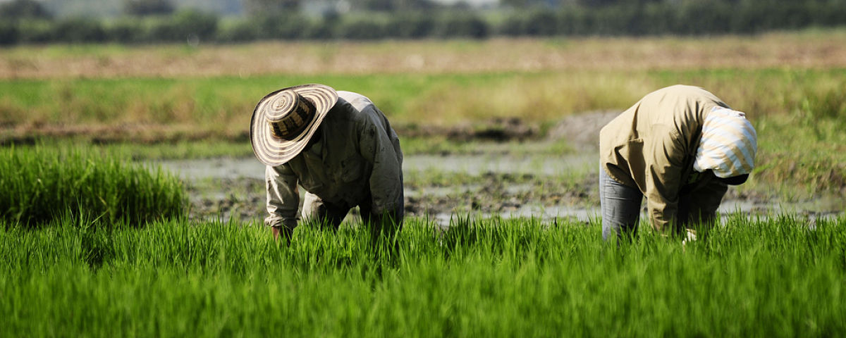 Stock image depicting International Agricultural Development